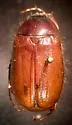Lesser June Beetle - photo 4