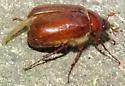 Lesser June Beetle - photo 5