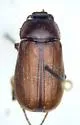 Phyllophaga georgiana