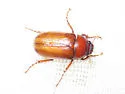 Phyllophaga glaberrima