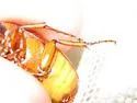 Phyllophaga glaberrima - photo 2