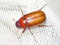 Phyllophaga glaberrima - photo 3