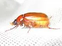 Phyllophaga glaberrima - photo 4