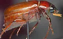 Phyllophaga glaberrima - photo 5