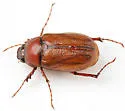 Phyllophaga glabricula