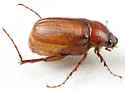 Phyllophaga glabricula - photo 2