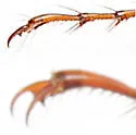 Phyllophaga glabricula - photo 4