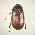 Phyllophaga glabricula - photo 5