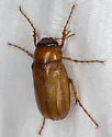 Phyllophaga gracilis - Phyllophaga gracilis