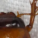 Phyllophaga gracilis - photo 2