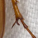 Phyllophaga gracilis - photo 3