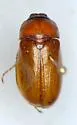 Phyllophaga gracilis - photo 4