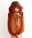 Phyllophaga hamata - Phyllophaga hamata