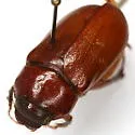 Phyllophaga hamata - photo 2
