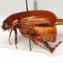 Phyllophaga hamata - photo 3