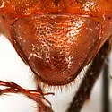 Phyllophaga hamata - photo 4