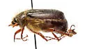 Phyllophaga hirsuta