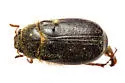 Phyllophaga hirsuta - photo 2