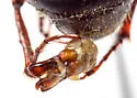 Phyllophaga hirsuta - photo 4