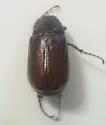 Phyllophaga hirticula - Phyllophaga hirticula