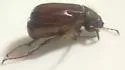 Phyllophaga hirticula - photo 2