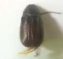 Phyllophaga hirticula - photo 3