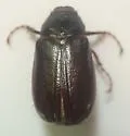 Phyllophaga hirticula - photo 4