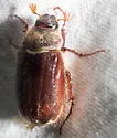 Phyllophaga hirticula - photo 5