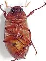 Phyllophaga hirtiventris - photo 3