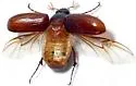 Phyllophaga hirtiventris - photo 4