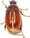 Phyllophaga hirtiventris - photo 5