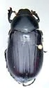 Phyllophaga hornii