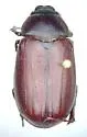 Phyllophaga hornii - photo 2