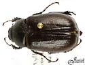 Phyllophaga hornii - photo 3
