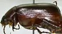 Phyllophaga hornii - photo 4