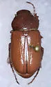 Phyllophaga ignava - Phyllophaga ignava