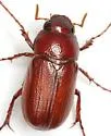 Phyllophaga ignava - photo 2