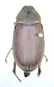 Phyllophaga ilicis - photo 2
