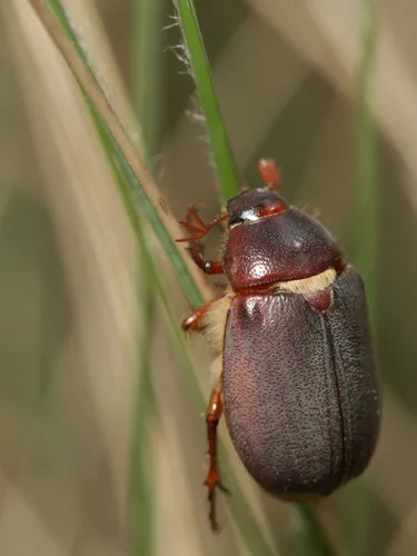 Phyllophaga impar - Phyllophaga impar