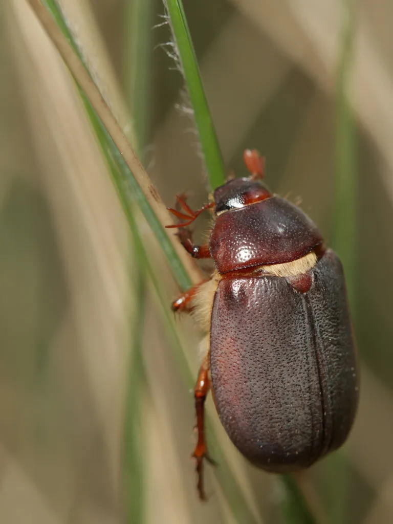 Phyllophaga impar - photo 2