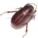 Phyllophaga implicita - Phyllophaga implicita