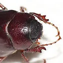 Phyllophaga implicita - photo 2