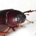 Phyllophaga implicita - photo 3
