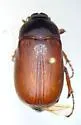Phyllophaga implicita - photo 5