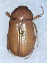 Phyllophaga inepta - Phyllophaga inepta