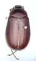 Phyllophaga inversa - photo 3