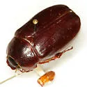 Phyllophaga karlsioei - photo 2