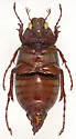 Phyllophaga knochii - photo 2