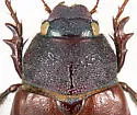 Phyllophaga knochii - photo 3