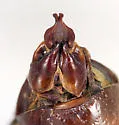 Phyllophaga knochii - photo 4